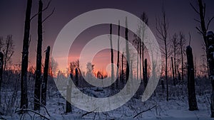 Scorcher forest in winter