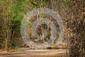 In a scorching heat in summers at bandhavgarh tiger reserve the famous tigress was resting with her cubs near a tadoba waterhole.