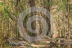 In a scorching heat in summers at bandhavgarh tiger reserve the famous tigress was resting with her cubs near a tadoba waterhole.