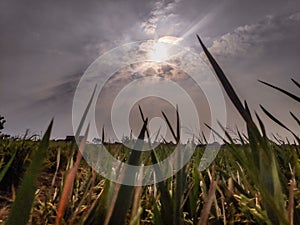 scorching hot in the fields