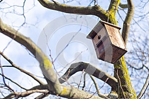 A scorer hangs from a tree without foliage against a blue sky.