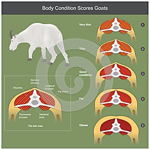 The scoring body and structure loin area of goats