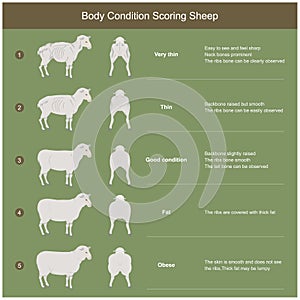 The scoring body and structure loin area of sheep