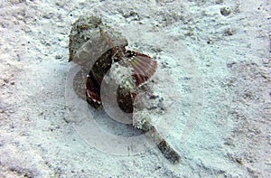 Scorpaena porcus with is winglike fins partially extended