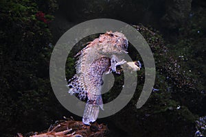 Scorpaena scrofa beautiful fish swimming in the aquarium