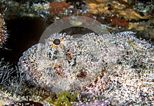 Scorpaenidae, the scorpionfish