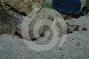 Scorpaenopsis diabolic stonefish also known as synanceia verrucosa