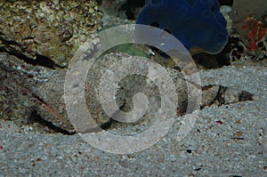 Scorpaenopsis diabolic stonefish also known as synanceia verrucosa