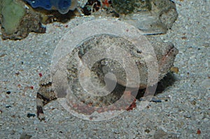 Scorpaenopsis diabolic stonefish also known as synanceia verrucosa