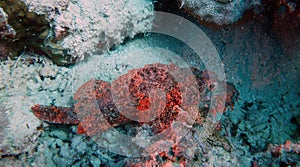 Scorpaenopsis oxycephala