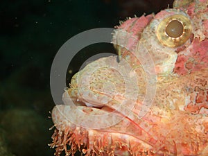 Scorpaenopsis oxycephalus