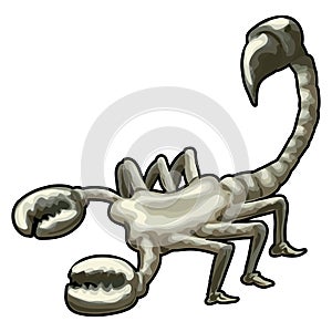 Scorpio with clipping path photo