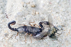 Scorpio holds a fly caught with claws and stings it with a sting, close-up