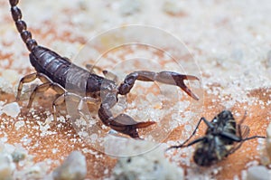 Scorpio holds a fly caught with claws and stings it with a sting, close-up