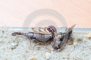 Scorpio holds a fly caught with claws and stings it with a sting, close-up