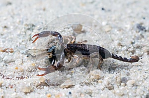 Scorpio holds a fly caught with claws and stings it with a sting, close-up