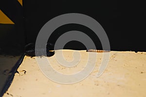 Scorpio in terrarium. Black scorpion is a poisonous arthropod
