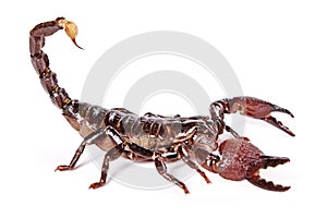 Scorpion