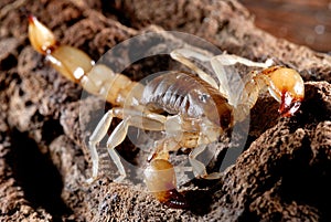 Scorpion