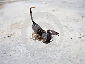 Scorpion