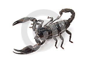 Scorpion