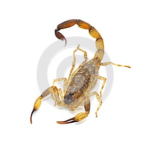 Scorpion