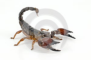 Scorpion