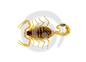 Scorpion