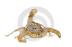 Scorpion against white background