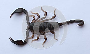 Scorpion on a white background photo