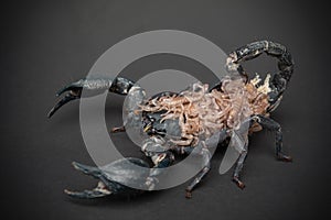 Scorpion and baby on black background