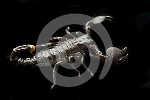 Scorpion on Black