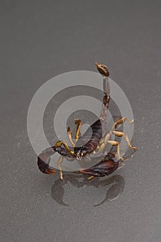 Scorpion on a black background