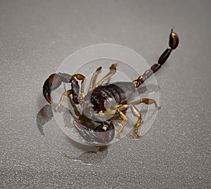 Scorpion on a black background