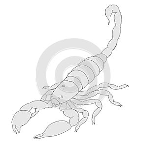 Scorpion - black emperor