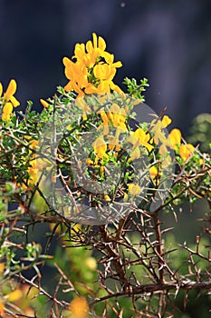 Scorpion broom flowers also call genista scorpius