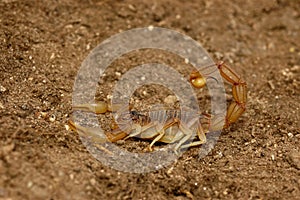 Scorpion (Buthus occitanus)