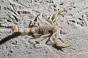 Scorpion, Buthus occitanus, yellow scorpion