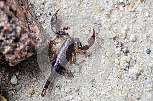 Scorpion creeps on the sand close up