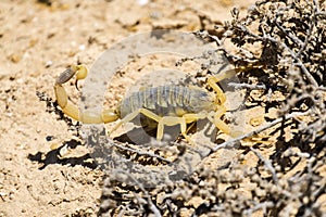 Scorpion deathstalker Leiurus quinquestriatus