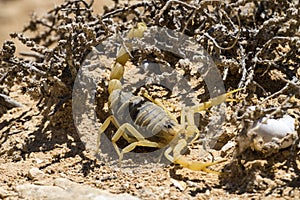 Scorpion deathstalker Leiurus quinquestriatus