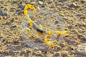 Scorpion in defensive posture