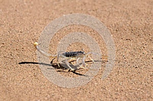 Scorpion in Desert