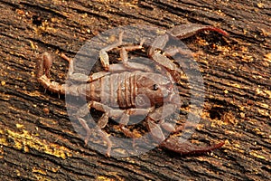 Scorpion, Euscorpiops longimanus, Euscorpiidae, Jampue hills, Tripura