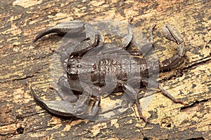 Scorpion, Euscorpiops longimanus, Euscorpiidae, Jampue hills, Tripura , India