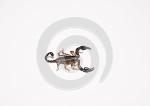 Scorpion - Euscorpius italicus photo