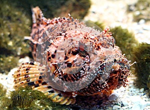 Scorpion Fish 1