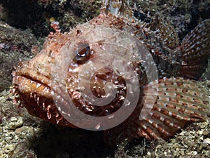 Scorpion fish photo