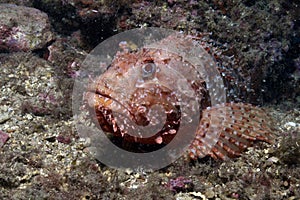Scorpion fish photo