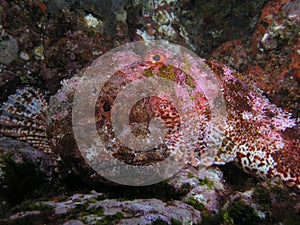 Scorpion Fish